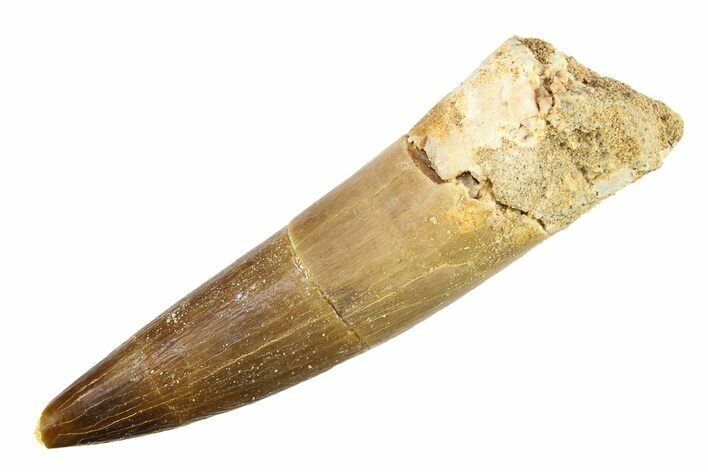 Fossil Plesiosaur (Zarafasaura) Tooth - Morocco #297898